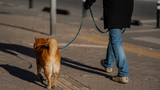 Hund stirbt durch Stromschlag - Laterne im Verdacht